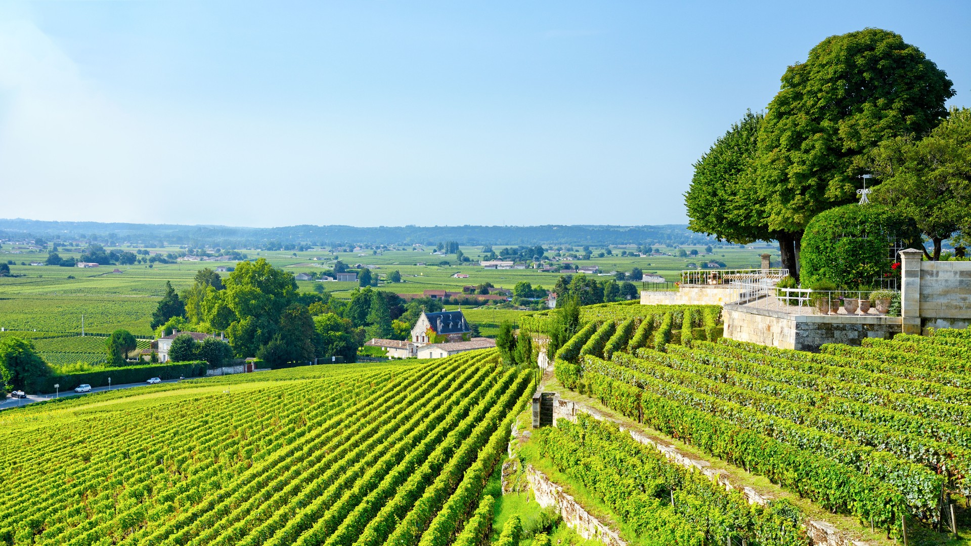 Vineyards in Saint Emilion