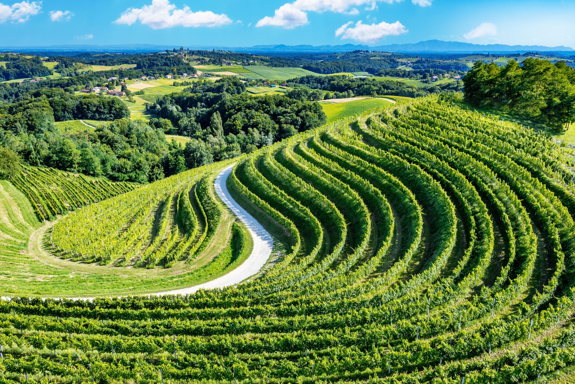 A picturesque vineyard landscape featuring vibrant grapevines, a snapshot of the grape's journey from vine to the brink of harvest, encompassing the essence of viticulture within the winery's agricultural domain. Croatia